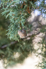 Mature cones thuja occidentalis (Thuja occidentalis L.)