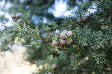 Mature cones thuja occidentalis (Thuja occidentalis L.)