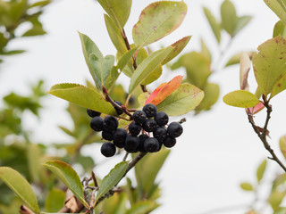 Aronia melanocarpa | Aronia ou aronie à fruits noirs en corymbes et feuillage lustré vert foncé et rougâtre de fin d'été