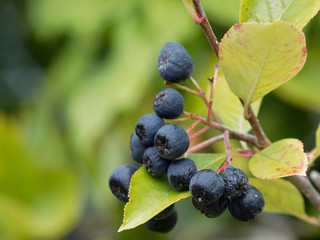 Aronia melanocarpa | Baies noires d'Aronia ou aronie ou sorbier noir