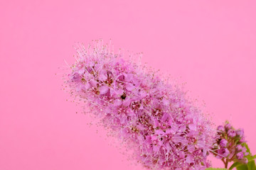 Close-up of the tiny flowers of a  Spiraea billardii  on a pink background