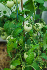 Bush with green tomatoes in the greenhouse.