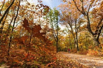 Jesienny krajobraz kolorowe liście
