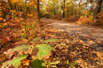 Jesienny krajobraz kolorowe liście