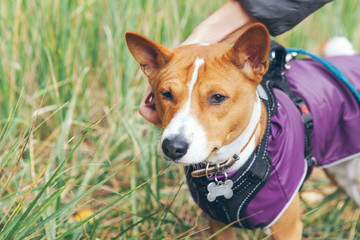 Basenji dog is dressed in pet clothes - violet color coat and special puppy harness. Dog is walking outdoors in nature. Owner is petting the dog