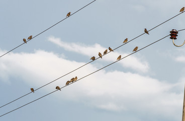 A flock of birds resting on the wires between the posts.