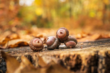 Żołędzie w lesie jesienią © piotrszczepanek