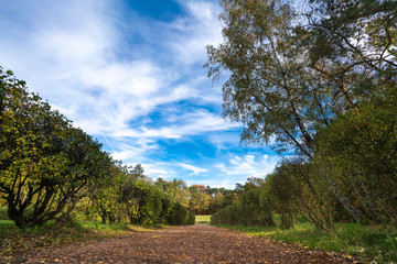 Jesienny krajobraz z pięknym niebem