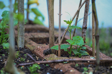 Chayote Cucumber family