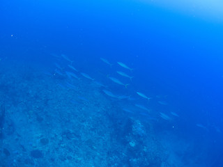 トカラ列島_口之島_スキューバダイビング