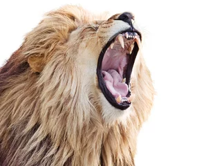 Foto op Plexiglas anti-reflex Furious roaring lion male isolated on white background © Štěpán Kápl