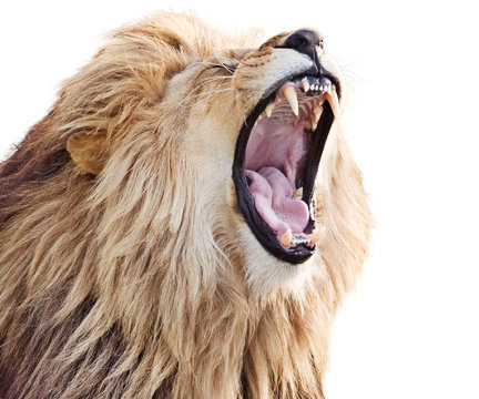 Furious roaring lion male isolated on white background
