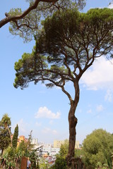 Gartenpfanzen im Sommer - Gibraltar
