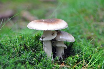 Bereifter Ritterling