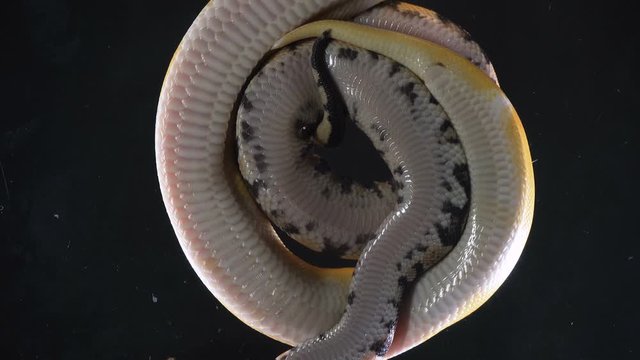 Video of albino ball and royal phytons