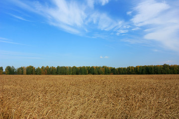 Fototapeta premium Ripe ears of wheat in the field
