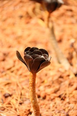 Gartenpfanzen im Sommer - Gibraltar