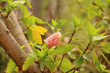 Gartenpfanzen im Sommer - Gibraltar
