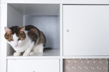A white and striped cat sitting on a white shelf. Pets in a house concept.