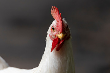 White hen looking for food in the farm yard. Chickens. Free Range Cock and Hens