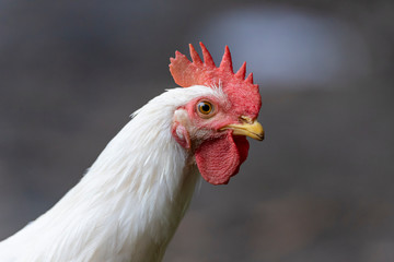 White hen looking for food in the farm yard. Chickens. Free Range Cock and Hens