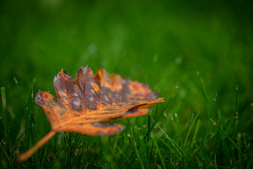 Herbstblatt