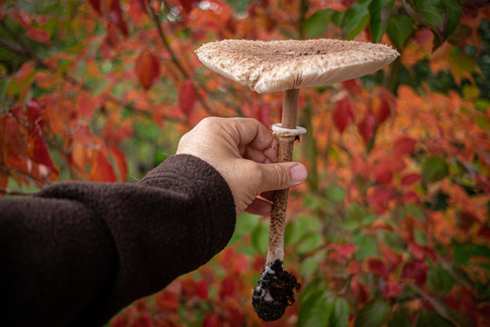Parasolpilz in der Hand