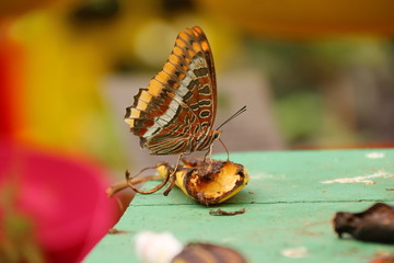Botanischer Garten von Gibralar