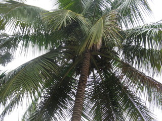 Obraz premium Plants and animals of India