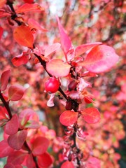 Red berries on the red leaves bush in the autumn background