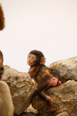 Affen vom Gibraltar - Makakenfamilie