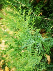 green branches of a  fir tree