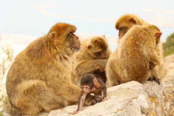 Affen vom Gibraltar - Makakenfamilie