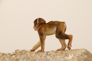 Affen - Makaken