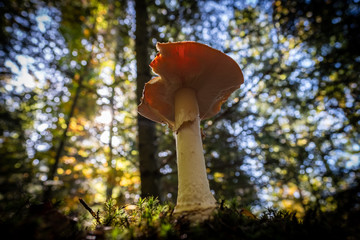 Fototapete bei efototapeten.de bestellen   
