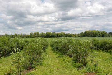 Fototapeta na wymiar Organic Fresh Blackberry in Farm Ready to Harvest for Visitor and Tourist on Season.