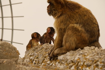 Affen - Makaken