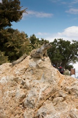 squirrel plague in grand canyon national park