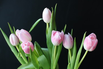 Beautiful pink tulips on a black background. Top view. Copy space