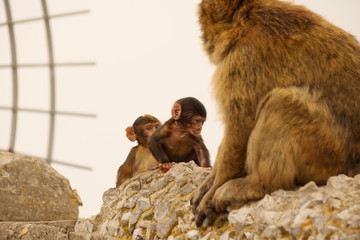 Wild macaques