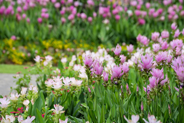 Obraz na płótnie Canvas Field of siam tulips or Dok krachiao (Curcuma alismatifolia) are blooming very beautiful in the garden outdoors.