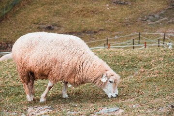 Fototapeta premium Herd of sheep on green pasture. Sheep eating grass in nature on meadow.