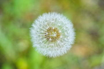 dandelion