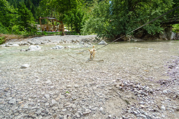 Chihuahua im Bergbach