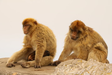 Makaken - Affen im Wildpark auf Gibraltar