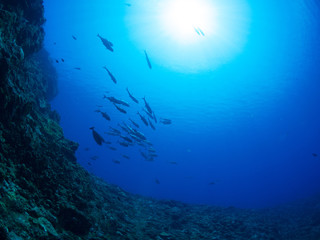 トカラ列島_口之島_スキューバダイビング