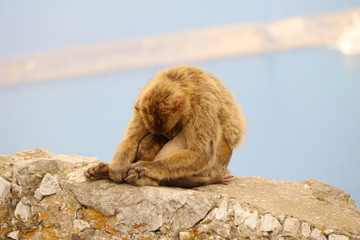 Makaken - Affen im Wildpark auf Gibraltar