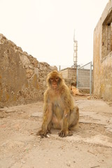 Makaken - Affen im Wildpark auf Gibraltar