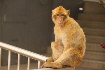 Makaken - Affen im Wildpark auf Gibraltar