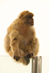 Makaken - Affen im Wildpark auf Gibraltar